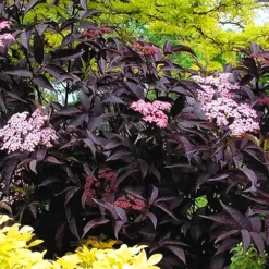 Black Beauty Elderberry -The Tree Center Black Beauty Elderberry 4 copy jpg webp
