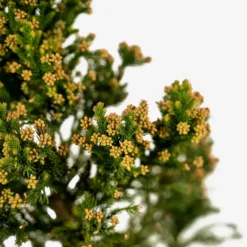 Black Dragon Cryptomeria Japanese Cedar -The Tree Center Black Dragon Cryptomeria Japanese Cedar 3G 03 600x600 1