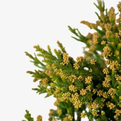 Black Dragon Cryptomeria Japanese Cedar