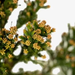 Black Dragon Cryptomeria Japanese Cedar -The Tree Center Black Dragon Cryptomeria Japanese Cedar 3G 05 600x600 1