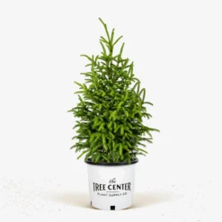 Black Hills Spruce 7 Black Hills Spruce -The Tree Center Black Hills Spruce 5G 600x600 1