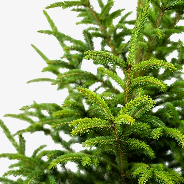 Black Hills Spruce 5 Black Hills Spruce - Image 5