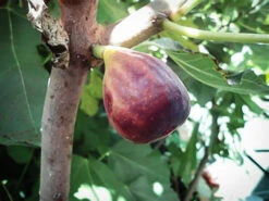 Black Italian Fig -The Tree Center Black Italian Fig 2 copy 600x450 1
