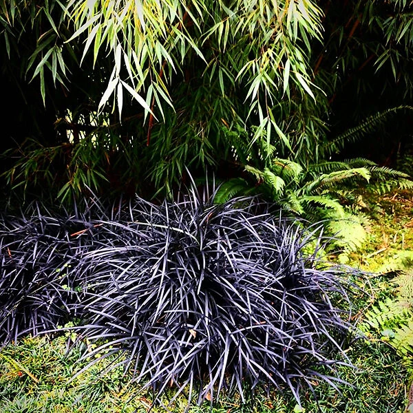 Black Mondo Grass 2 Black Mondo Grass - Image 2