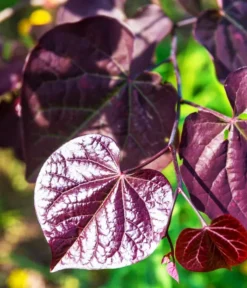 Black Pearl Redbud Tree -The Tree Center Black Pearl Redbud Tree 1 jpg webp