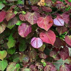 Black Pearl Redbud Tree