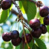 Black Republican Cherry Tree