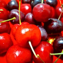 Black Republican Cherry Tree 7 Black Republican Cherry Tree -The Tree Center Black Republican Cherry Tree 2 copy 600x600 1