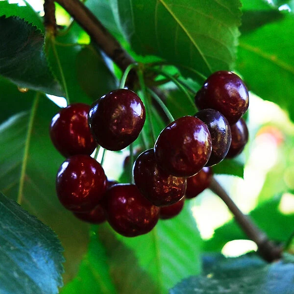 Black Republican Cherry Tree 2 Black Republican Cherry Tree - Image 2