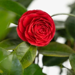 Black Tie Camellia -The Tree Center Black Tie Cameilla 3G 02 copy 1 600x600 1