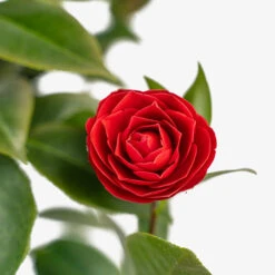 Black Tie Camellia -The Tree Center Black Tie Cameilla 3G 06 copy 1 600x600 1