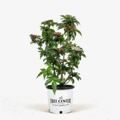 Black Tower Elderberry -The Tree Center Black Tower Elderberry 5G 01 600x600 1