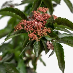 Black Tower Elderberry -The Tree Center Black Tower Elderberry 5G 04 copy 1 600x600 1