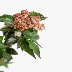 Black Tower Elderberry -The Tree Center Black Tower Elderberry 5G 05 copy 1 600x600 1