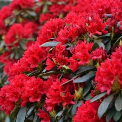 Blitz Rhododendron