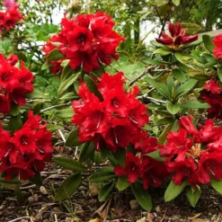 Blitz Rhododendron -The Tree Center Blitz Rhododendron 3 copy jpg