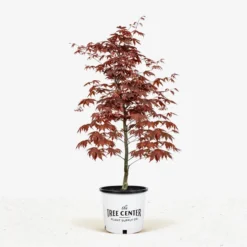 Bloodgood Japanese Maple -The Tree Center Bloodgood Japanese Maple jpg 600x600 1