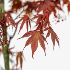 Bloodgood Japanese Maple