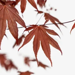 Bloodgood Japanese Maple -The Tree Center Bloodgood Japanese Maple 5G 06 copy 600x600 1