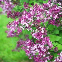 Bloomerang Dark Purple Lilac -The Tree Center Bloomerang Dark Purple Lilac 1 copy jpg