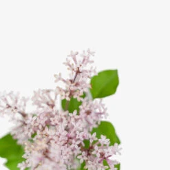 Bloomerang Dark Purple Lilac -The Tree Center Bloomerang Dark Purple Lilac 3G 05 copy 1 600x600 1