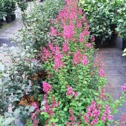 Bloomerang Dwarf Pink Lilac -The Tree Center Bloomerang Dwarf Pink Lilac 2 copy jpg webp