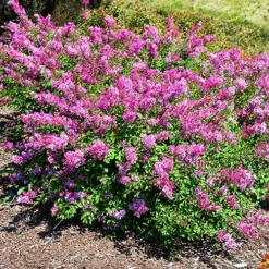 Bloomerang Dwarf Pink Lilac -The Tree Center Bloomerang Dwarf Pink Lilac 4 copy jpg webp