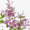Bloomerang® Purple Lilac