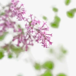 Bloomerang® Purple Lilac -The Tree Center Bloomerang Purple Lilac 3G 05 copy 1 600x600 1