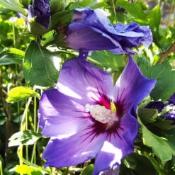 Blue Angel™ Hardy Hibiscus 6 Blue Angel™ Hardy Hibiscus -The Tree Center Blue Angel Hardy Hibiscus 4 copy 600x600 1