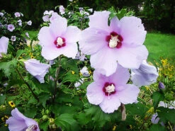 Blue Angel™ Hardy Hibiscus 7 Blue Angel™ Hardy Hibiscus -The Tree Center Blue Angel Hardy Hibiscus 5 copy 1 600x450 1