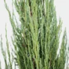 Blue Arrow Juniper