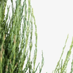 Blue Arrow Juniper -The Tree Center Blue Arrow Juniper 3G 05 600x600 1