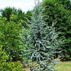 Blue Atlas Cedar -The Tree Center Blue Atlas Cedar 1 copy jpg