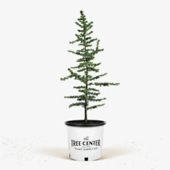 Blue Atlas Cedar -The Tree Center Blue Atlas Cedar 5G 01 600x600 1
