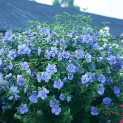 Blue Chiffon® Hibiscus 7 Blue Chiffon® Hibiscus -The Tree Center Blue Chiffon Hibiscus 3 copy 600x600 1