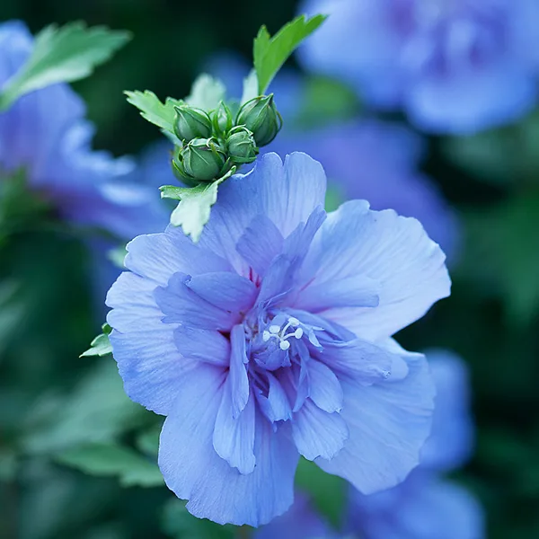 Blue Chiffon® Hibiscus 1 Blue Chiffon® Hibiscus
