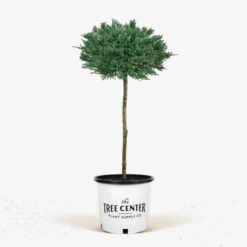 Blue Chip Juniper Tree Form -The Tree Center Blue Chip Juniper Tree Form 3G 01 600x600 1