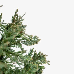 Blue Chip Juniper Tree Form -The Tree Center Blue Chip Juniper Tree Form 3G 03 copy 2 600x600 1