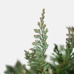 Blue Chip Juniper Tree Form -The Tree Center Blue Chip Juniper Tree Form 3G 04 copy 2 600x600 1