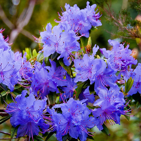 Blue Diamond Rhododendron 4 Blue Diamond Rhododendron - Image 4