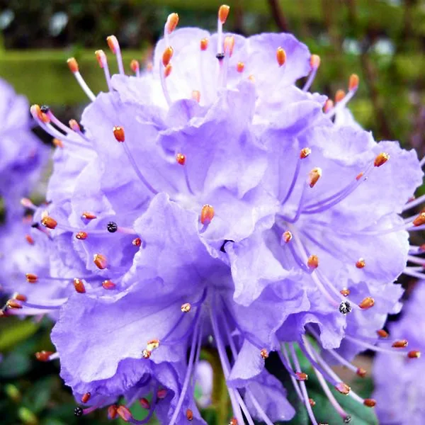 Blue Diamond Rhododendron 3 Blue Diamond Rhododendron - Image 3
