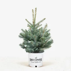 Blue Diamond Spruce -The Tree Center Blue Diamond Spruce 5G 01 600x600 1
