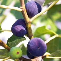 Blue Giant Fig -The Tree Center Blue Giant Fig 3 copy 600x600 1