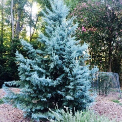 Blue Ice Arizona Cypress