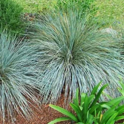Blue Oat Grass