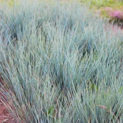 Blue Oat Grass 6 Blue Oat Grass -The Tree Center Blue Oat Grass 3 copy jpg webp