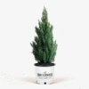Blue Point Juniper