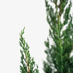 Blue Point Juniper -The Tree Center Blue Point Juniper 7G 05 copy 2 600x600 1