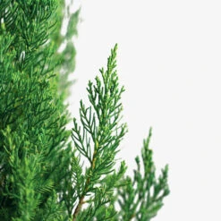 Blue Point Juniper -The Tree Center Blue Point Juniper 7G 06 copy 2 600x600 1